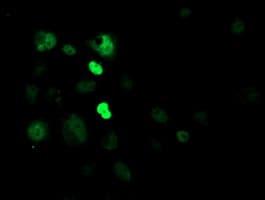 CRY2 Antibody (clone OTI1H5)