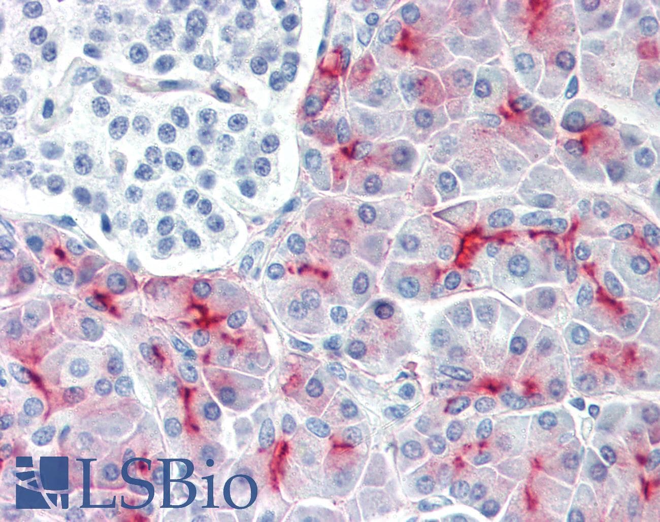 IHC-plus™ Monoclonal Mouse anti-Human EMA / MUC1 Antibody (FITC, IHC, IF)
