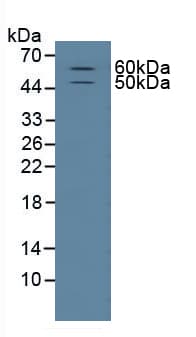 FUT4 / CD15 Antibody (aa264-497)