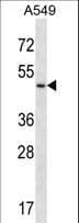 UTS2R / GPR14 Antibody (aa223-252)