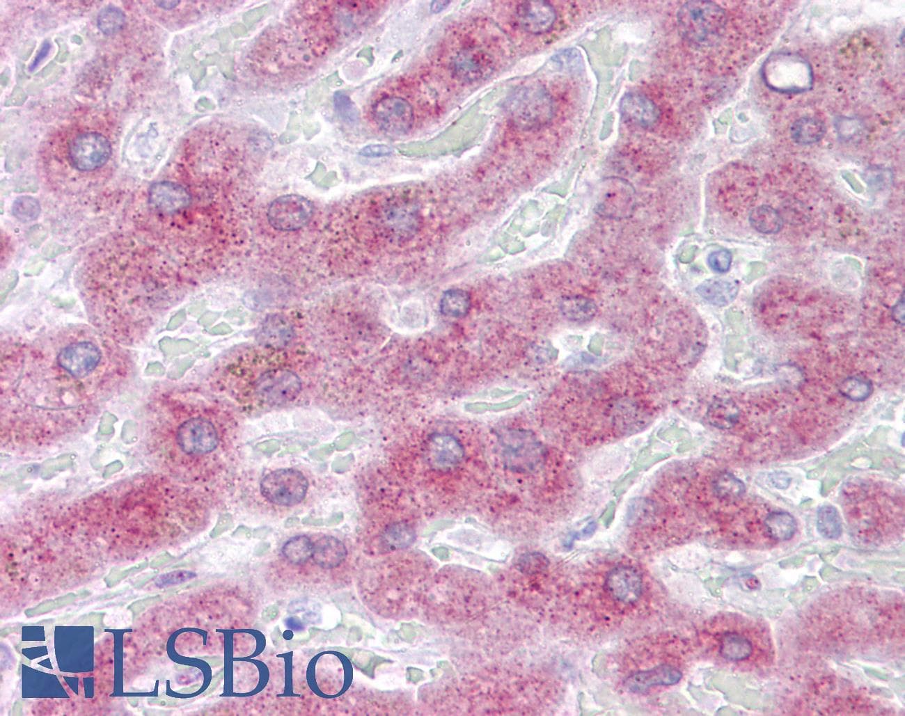 PON3 Antibody (C-Terminus)