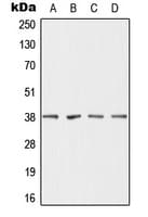 DHRS7 Antibody (C-Terminus)