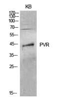 PVR / CD155 Antibody
