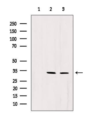 RNASEH1 Antibody