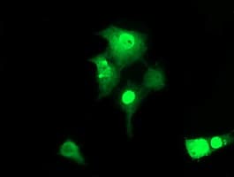 ZSCAN18 / ZNF447 Antibody (clone OTI4F12)