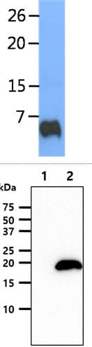 Monoclonal Mouse anti-Human IGF1 Antibody (clone AT6F8, WB)
