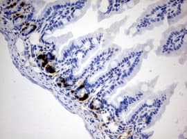 Monoclonal Mouse BrdU Antibody (clone 4A3, IHC, IF)