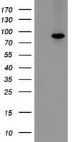 MIPEP Antibody (aa174-516, clone OTI1D11, Carrier-free)