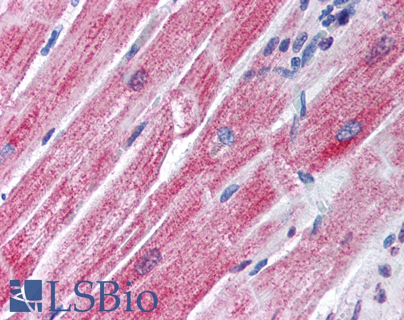 IHC-plus™ AGAP2 / PIKE Antibody