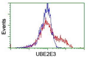 UBE2E3 Antibody (clone OTI4C8)