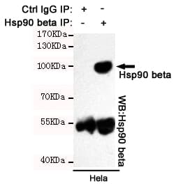 HSP90AB1 / HSP90 Alpha B1 Antibody