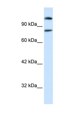 SREBF2 / SREBP2 Antibody (aa434-483)