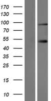 SLMAP / SLAP Protein (Over-Expression Lysate Myc-DDK (Flag))