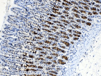 ALCAM / CD166 Antibody