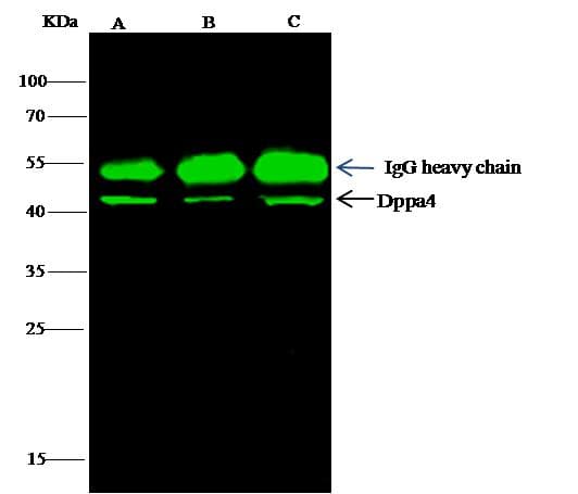DPPA4 Antibody (Preservative Free)