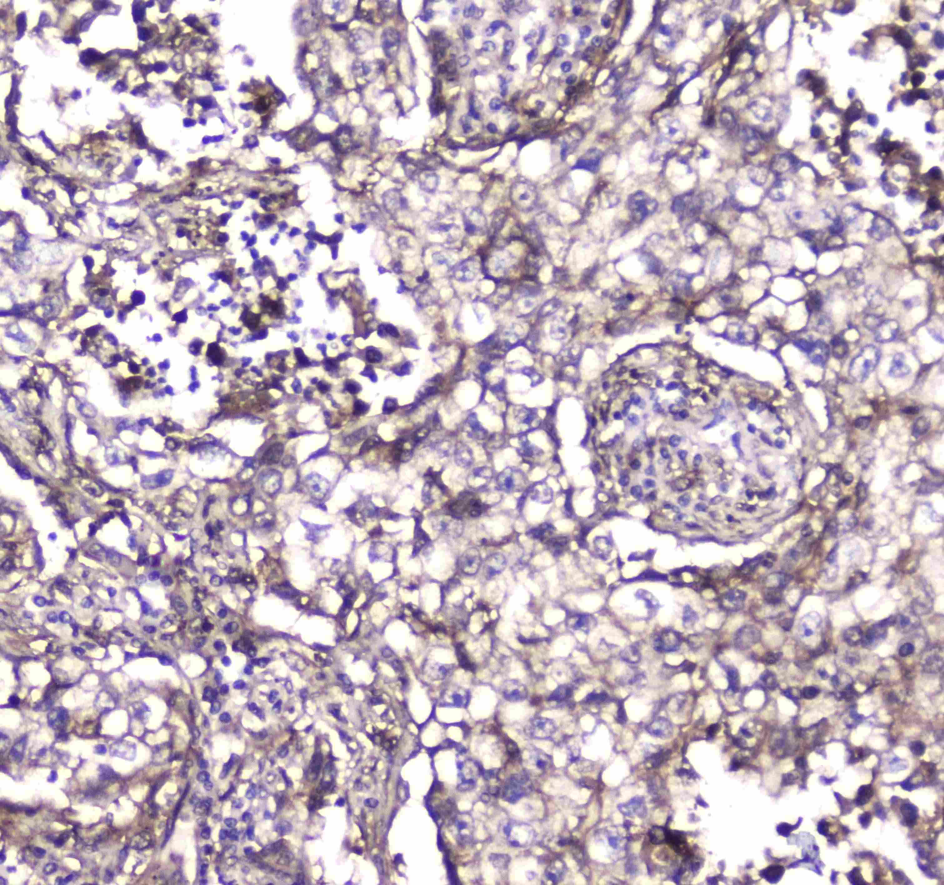 S100A10 Antibody