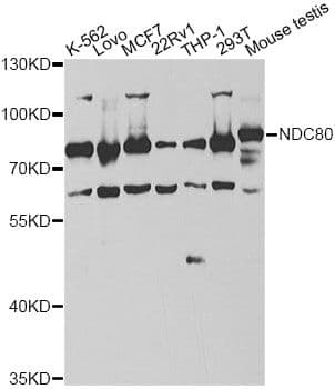 HEC1 / NDC80 Antibody