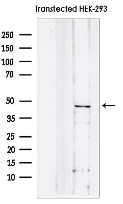 ID3 Antibody