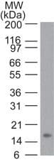 Monoclonal Mouse anti-Human TNF Alpha Antibody (clone 6N1E7, Azide-free, WB)