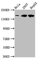 LRPPRC Antibody