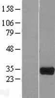 HOGA1 Protein (Over-Expression Lysate Myc-DDK (Flag))