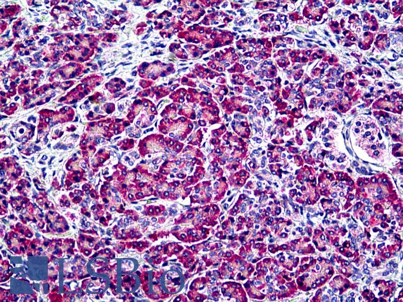 IHC-plus™ EDF1 / MBF1 Antibody (aa2-14)