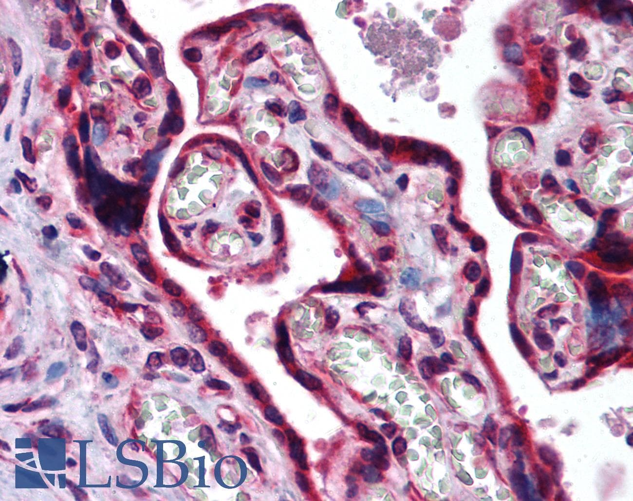 IHC-plus™ c-Maf Antibody (aa50-100)