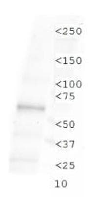 TLR4 Antibody (DY550)