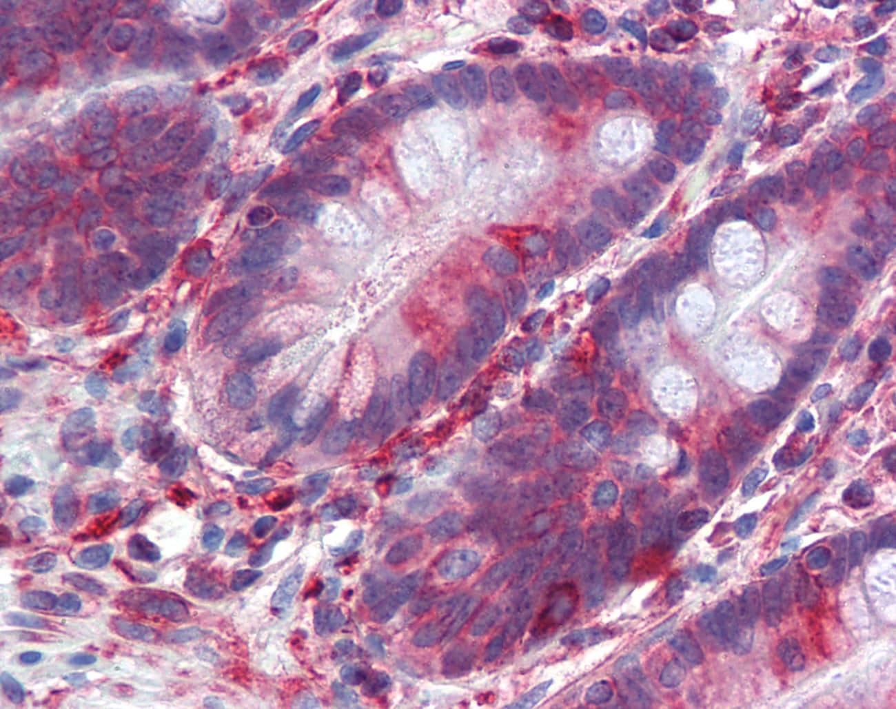SCML1 Antibody (aa108-157)