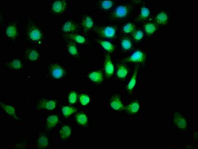 SMAD3 Antibody (aa1-230)