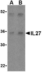 IHC-plus™ IL27 Antibody