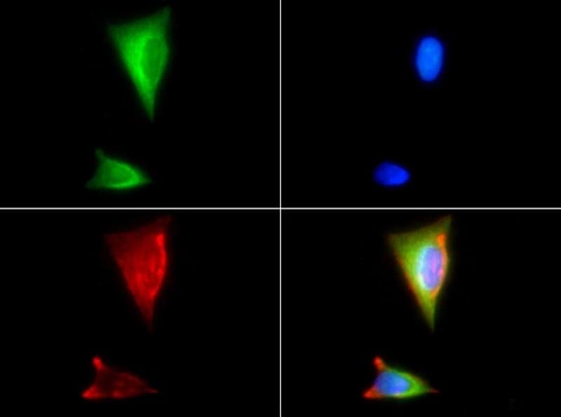 HSP90AB1 / HSP90 Alpha B1 Antibody (DY650)