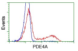 PDE4A / PDE4 Antibody (clone OTI1F5)