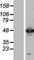 IFRD1 / TIS7 Protein (Over-Expression Lysate Myc-DDK (Flag))