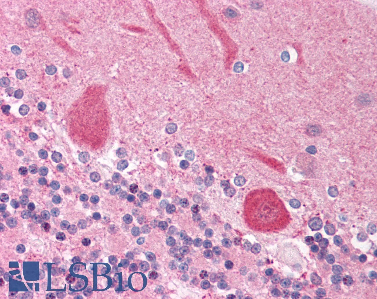 NFIA / Nuclear Factor 1 Antibody (aa348-397)
