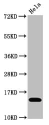 HIST1H3A Antibody