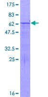 Human FAM177A1 Protein (Recombinant GST)