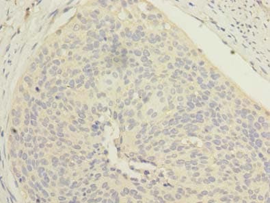 EMC8 / COX4NB Antibody