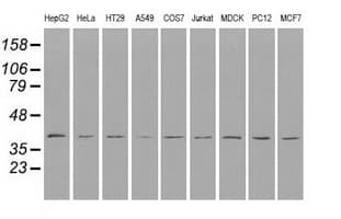 CD4 Antibody (clone OTI9C1)