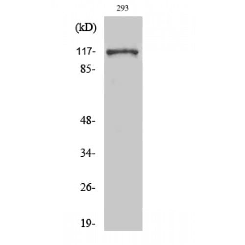 Polyclonal Rabbit anti-Human EFTUD2 Antibody (290-370 aa, Internal, IHC, WB)