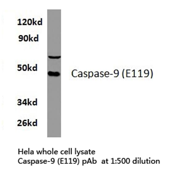 CASP9 / Caspase 9 Antibody (Glu119)