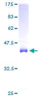 Human COX5A Protein (Recombinant GST)