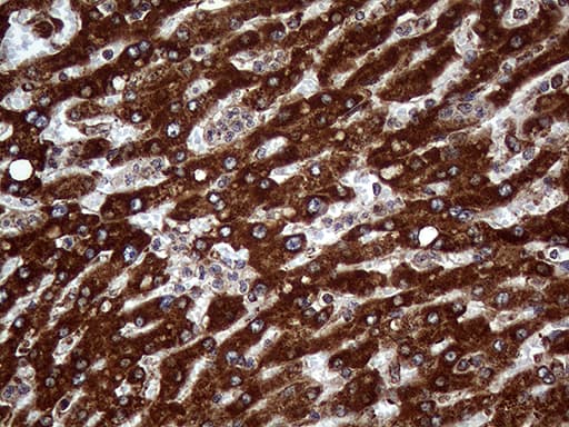 Monoclonal Mouse anti-Human PPIF / Cyclophilin F Antibody (clone OTI7D12, Carrier-free, IHC, WB)