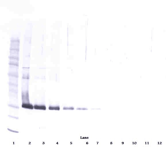 Adiponectin Antibody