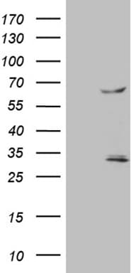 Monoclonal Mouse anti-Human TRAF5 Antibody (clone OTI7A3, aa334-557, WB)