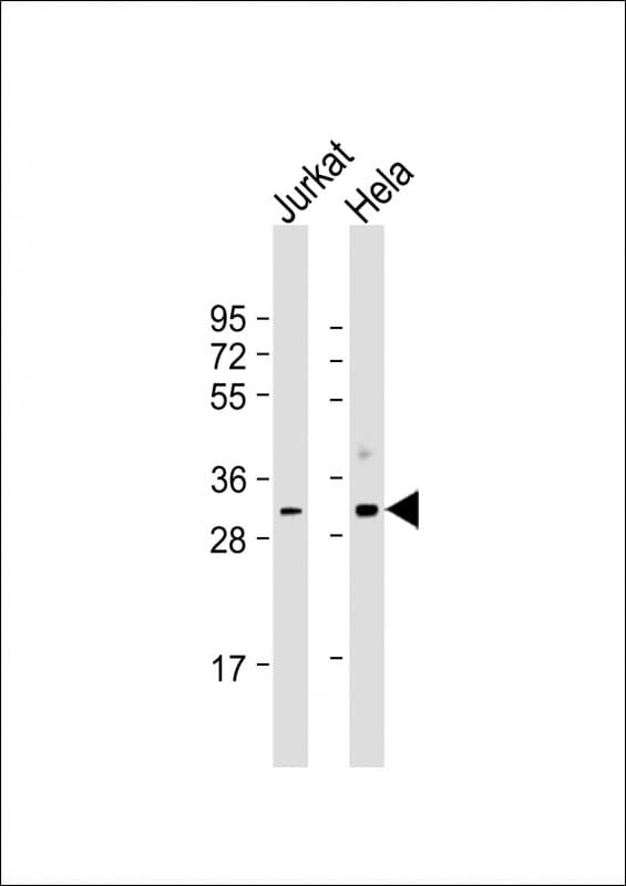 CDK1 / CDC2 Antibody (aa1-297, clone 1644CT107.30.27)