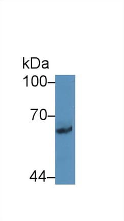 PCDHB2 / Protocadherin Beta 2 Antibody (aa54-291)