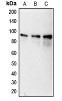 CANX / Calnexin Antibody (phospho-Ser583)