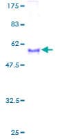 Human CD157 Protein (Recombinant GST)