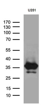 Monoclonal Mouse anti-Human DTWD1 Antibody (clone OTI1E2, Carrier-free, WB)